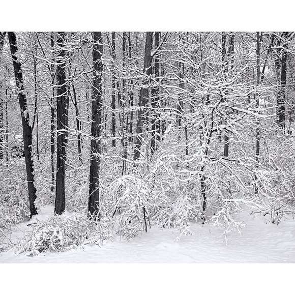 ArtisticPhoto Other - Snow and Trees 11 x 14 print